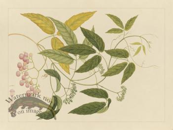 Andalas Botanicals 13